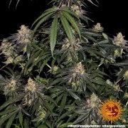 Watermelon Z Strain – product view 12
