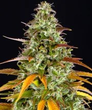 Watermelon Z Auto Strain – product view 1