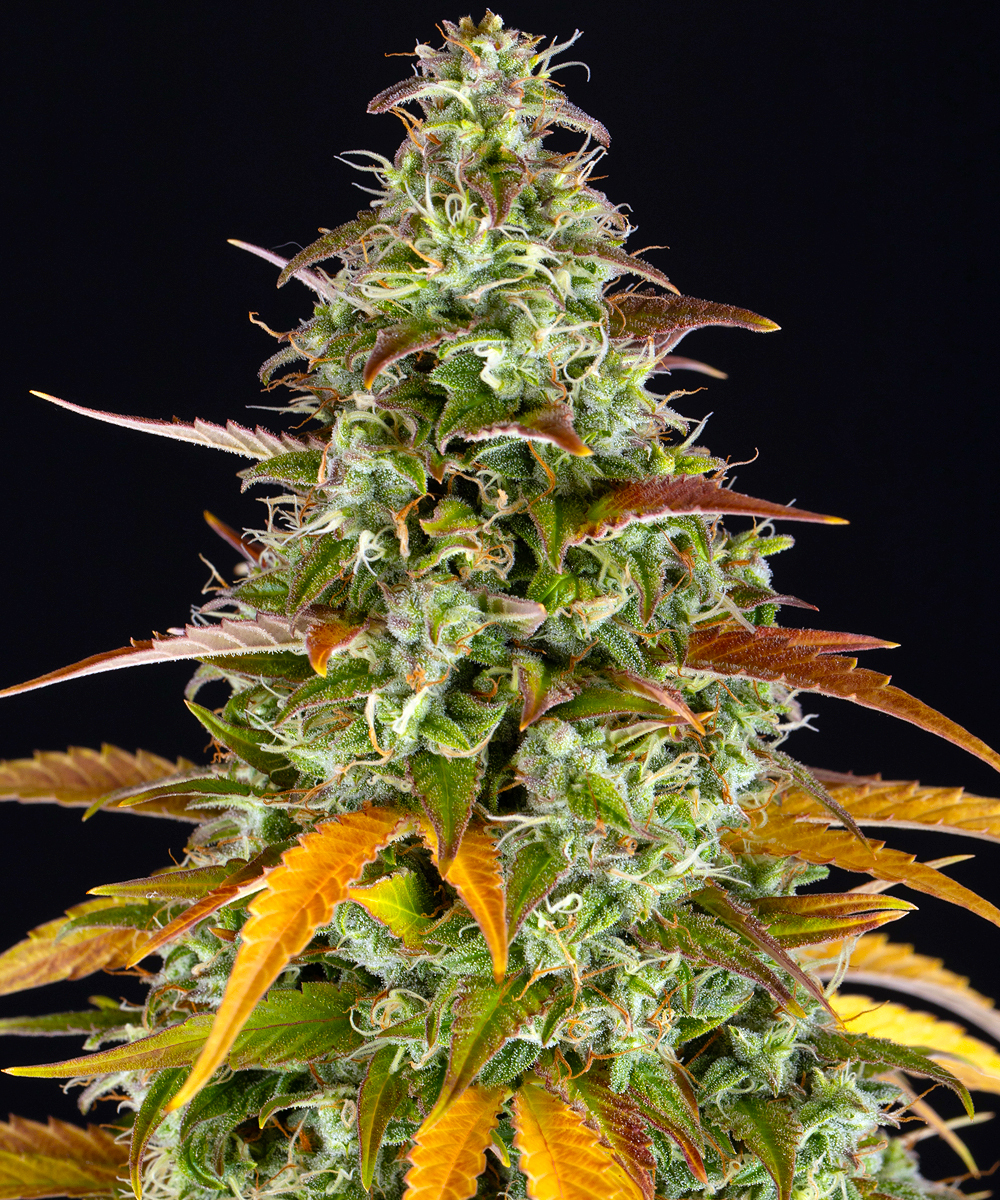 Watermelon Z Auto Strain – product view 1