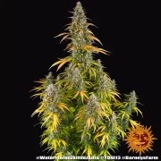 Watermelon Z Auto Strain – product view 2