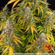 Watermelon Z Auto Strain – product view 3