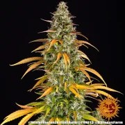 Watermelon Z Auto Strain – product view 4