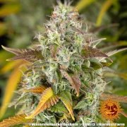 Watermelon Z Auto Strain – product view 5