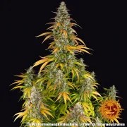 Watermelon Z Auto Strain – product view 6