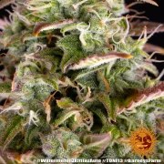 Watermelon Z Auto Strain – product view 7