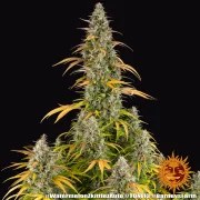 Watermelon Z Auto Strain – product view 8