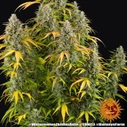 Watermelon Z Auto Strain – product view 9