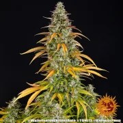 Watermelon Z Auto Strain – product view 10