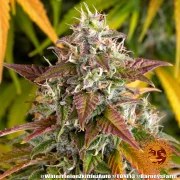 Watermelon Z Auto Strain – product view 11
