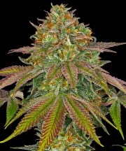 Wedding Cake Strain – product view 1