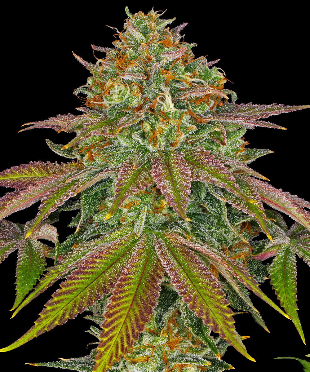 Wedding Cake Strain – product view 1