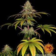 Wedding Cake Strain – product view 2