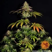 Wedding Cake Strain – product view 3