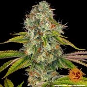 Wedding Cake Strain – product view 4