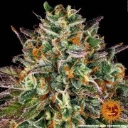 Wedding Cake Strain – product view 5