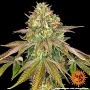Wedding Cake Strain – product view 6