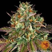 Wedding Cake Strain – product view 7