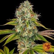 Wedding Cake Strain – product view 8