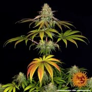 Wedding Cake Strain – product view 9