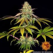 Wedding Cake Strain – product view 10