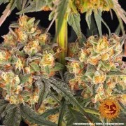Wedding Cake Strain – product view 11