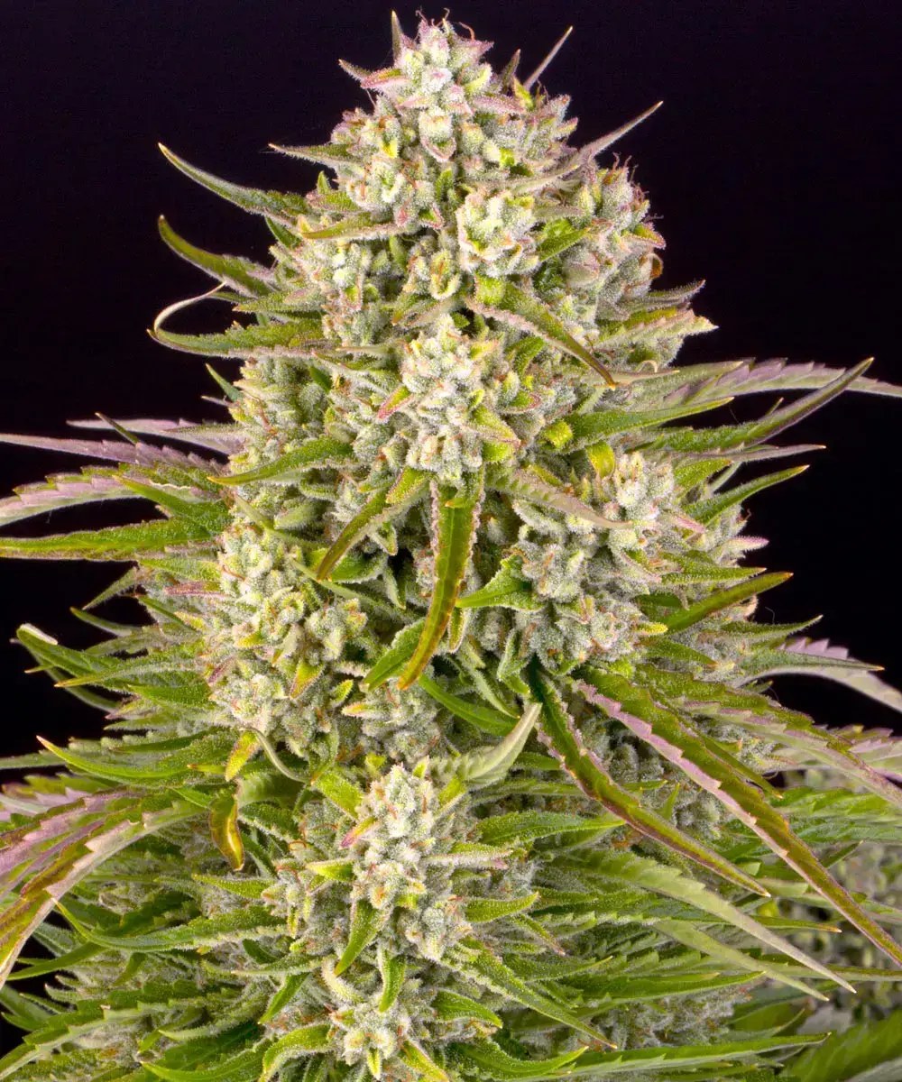 Wedding Cake Auto Strain – product view 1