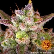 Wedding Cake Auto Strain – product view 2