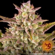 Wedding Cake Auto Strain – product view 3