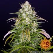 Wedding Cake Auto Strain – product view 4