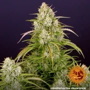 Wedding Cake Auto Strain – product view 5