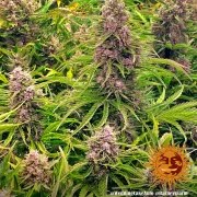 Wedding Cake Auto Strain – product view 6