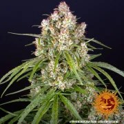 Wedding Cake Auto Strain – product view 7