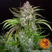 Wedding Cake Auto Strain – product view 8