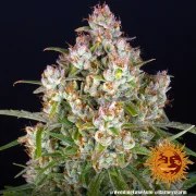 Wedding Cake Auto Strain – product view 9