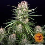 Wedding Cake Auto Strain – product view 10