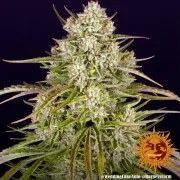 Wedding Cake Auto Strain – product view 11