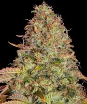 Original Z OG Auto Strain – product view 1