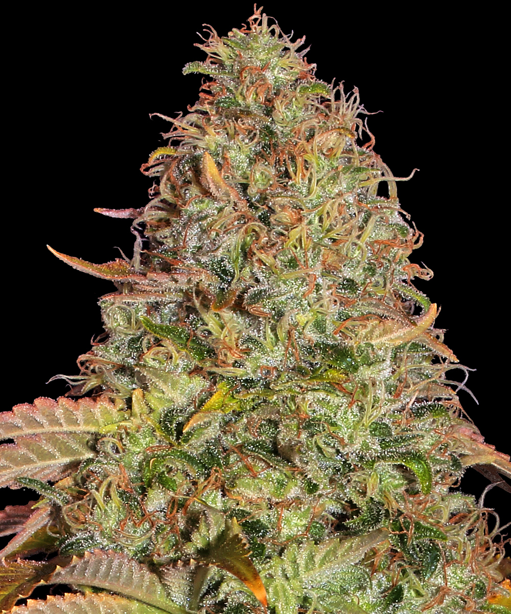 Original Z OG Auto Strain – product view 1