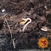 Original Z OG Auto Strain – product view 2