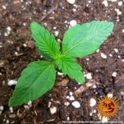 Original Z OG Auto Strain – product view 4