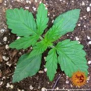 Original Z OG Auto Strain – product view 5