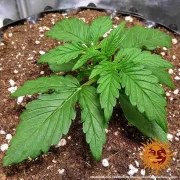 Original Z OG Auto Strain – product view 6