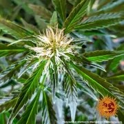 Original Z OG Auto Strain – product view 7
