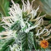 Original Z OG Auto Strain – product view 8