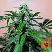 Original Z OG Auto Strain – product view 9