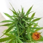 Original Z OG Auto Strain – product view 10