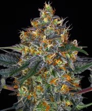 Moby Dick Auto Strain – product view 1