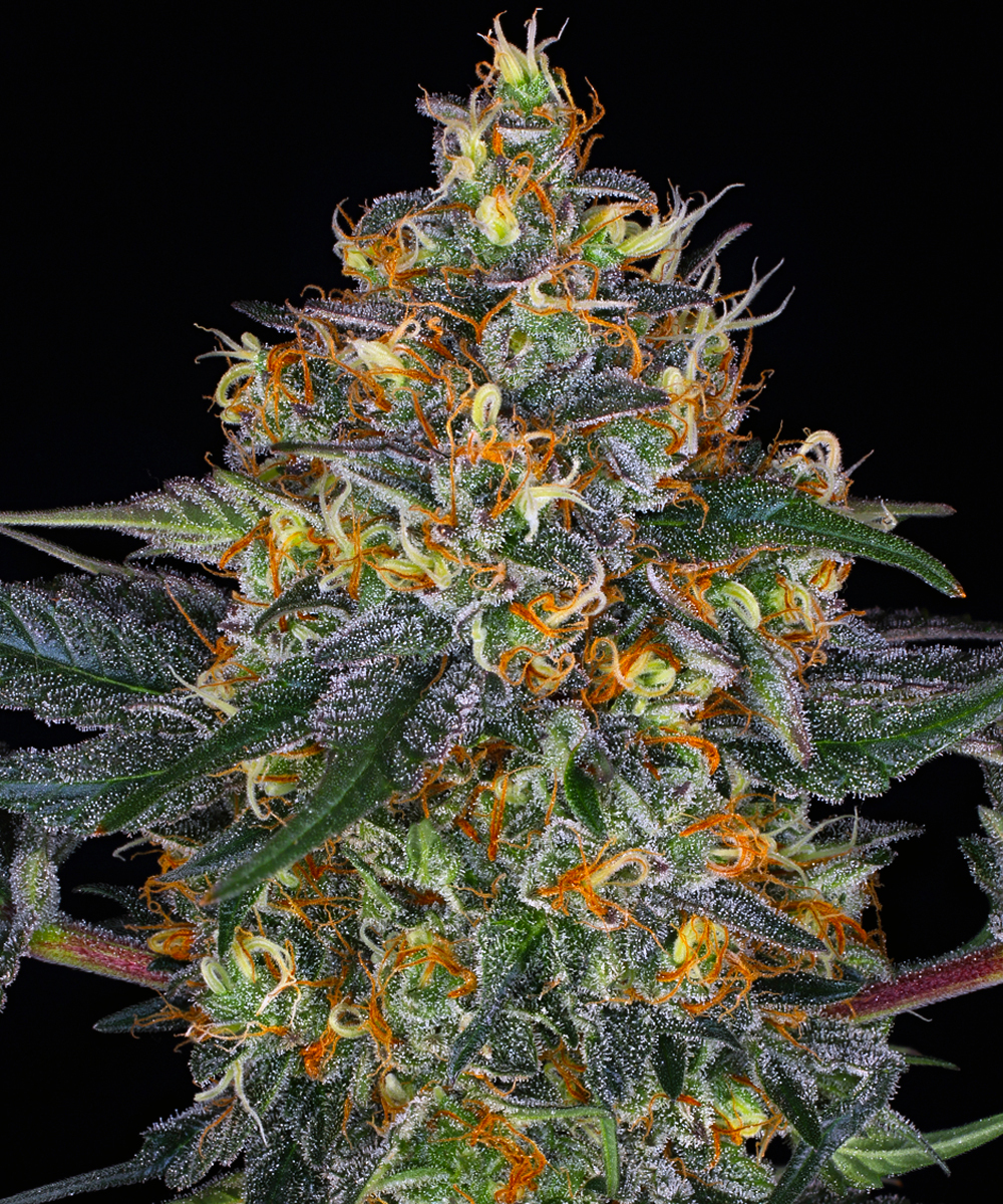 Moby Dick Auto Strain – product view 1