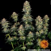 Moby Dick Auto Strain – product view 2