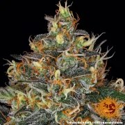 Moby Dick Auto Strain – product view 3